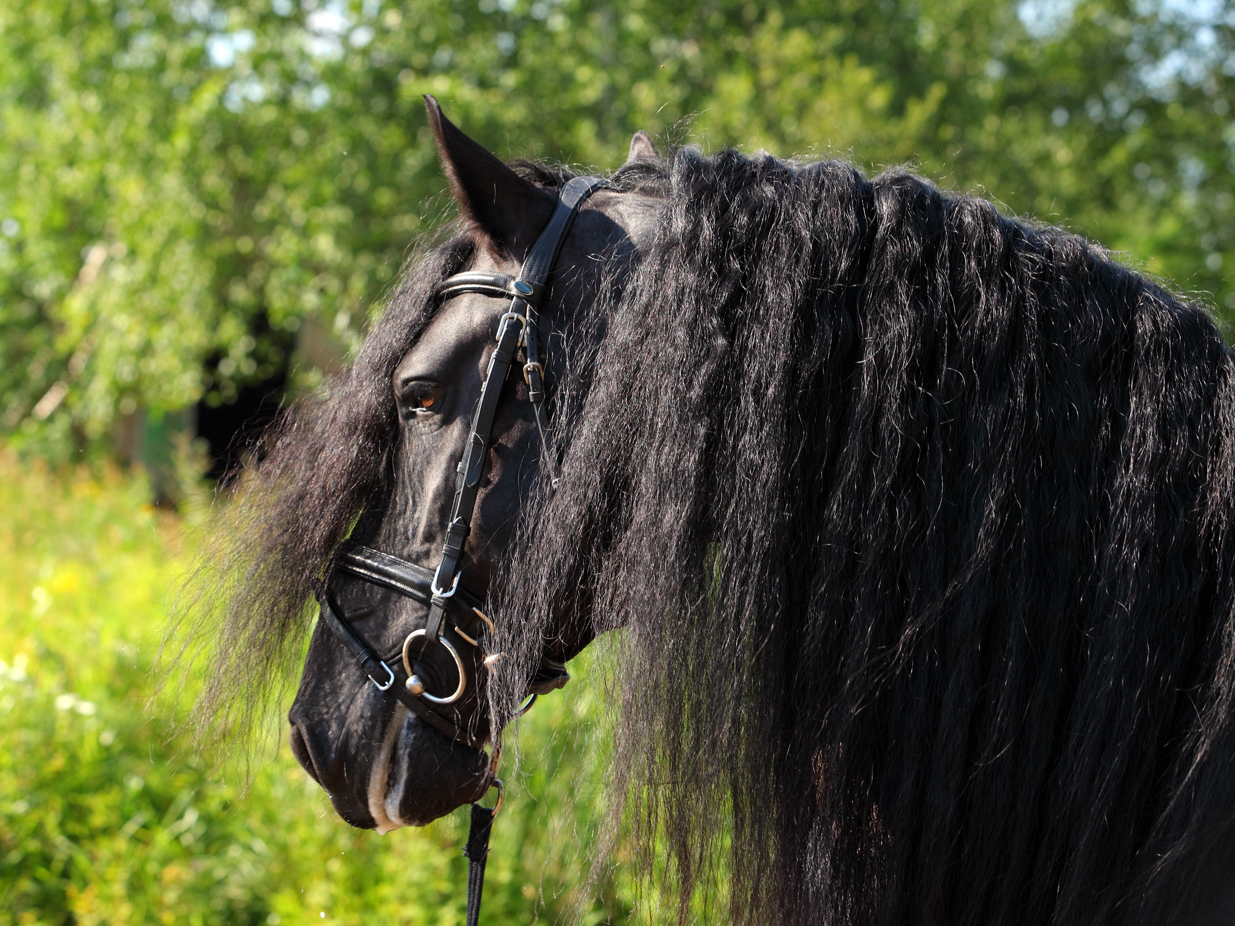 Friesian wearing a dressage bridle